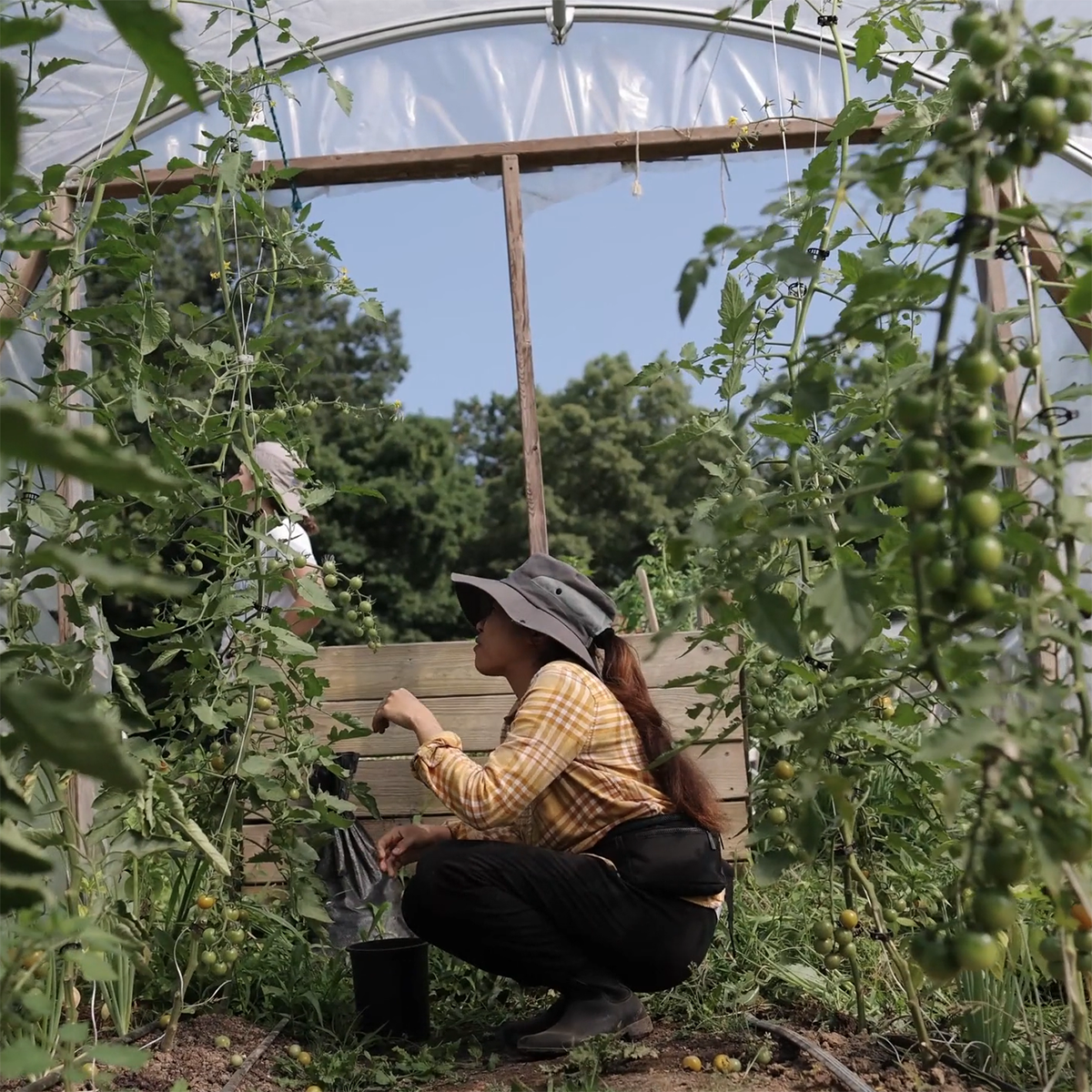 Photo of a young woman in garden gloves and a hat reaching out towards a tomato plant in a greenhouse